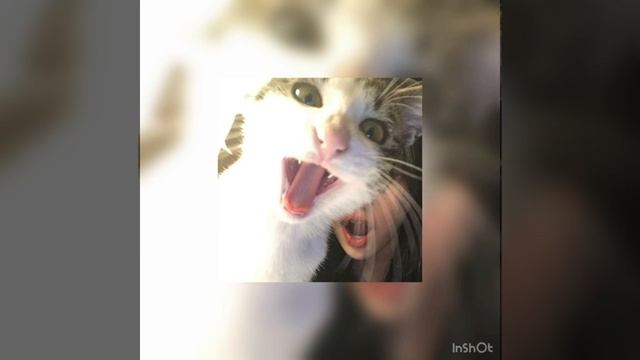 Mac demarco - no other heart (sped up) смотреть онлайн