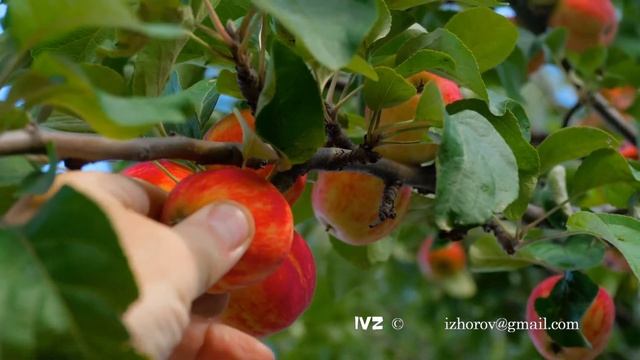 Picking red apple from a tree in summer смотреть онлайн