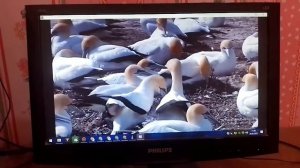 Windows 7 sample video - Wildlife