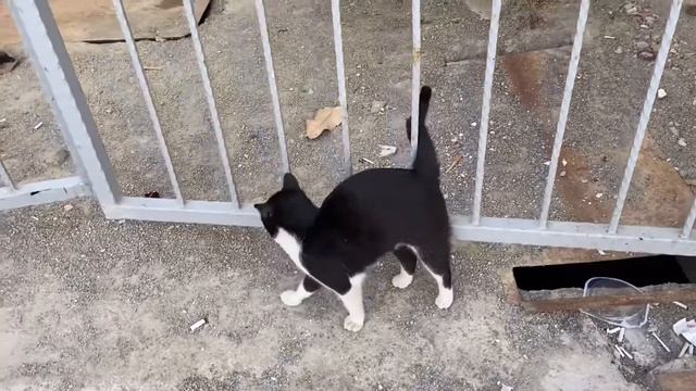 КОТЫ В МАХМУТЛАРЕ, АЛАНИЯ, ТУРЦИЯ 2021 смотреть онлайн