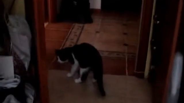 Ozzy the cherry player :) смотреть онлайн