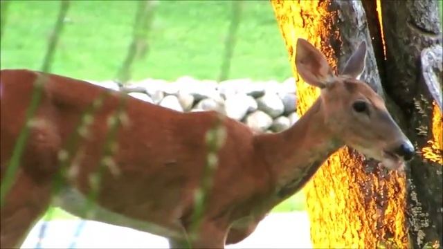 How many apples can a deer eat???? смотреть онлайн