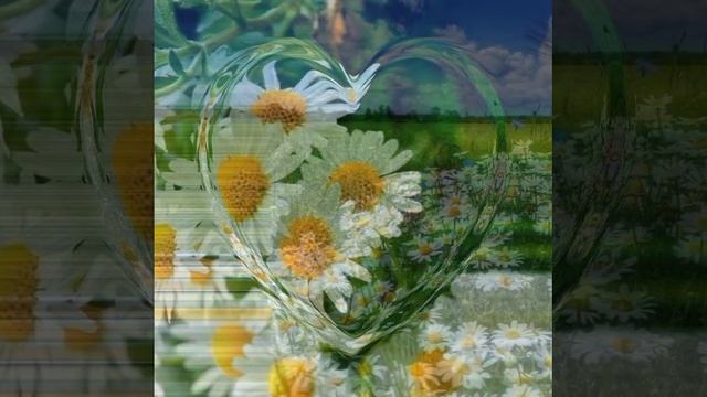 Ромашки © Copyright: Бронислав Сычёв, 2022
Свидетельство о публикации №122071505782 смотреть онлайн