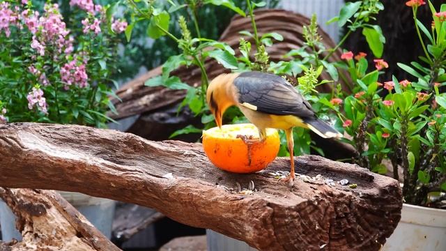 Cat TV | Videos for Cats | Cat Games | Relax Your Pets 🐿️ Playful Birds and Squirrels ⭐ 24 HOURS ⭐ смотреть онлайн