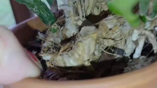 Orchids On A Shelf, Appleblossom, Epidendrum, Cattleya