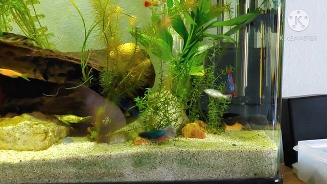 Betta sorority community tank смотреть онлайн