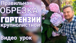 Как ОБРЕЗАТЬ ГОРТЕНЗИЮ крупнолистную чтобы она ЗАЦВЕЛА роскошно.