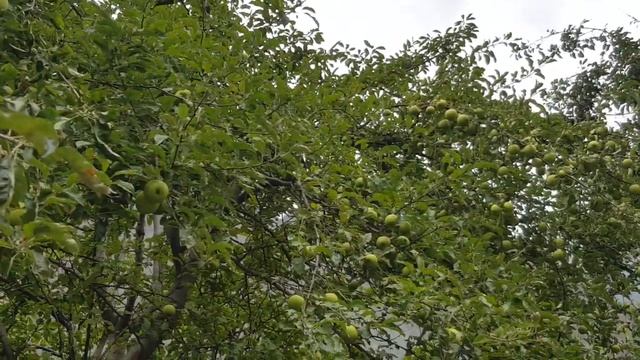 Hunza ke Saib: Fresh Green Apples in Hunza - Green Apples Trees in Gilgit, Baltistan смотреть онлайн