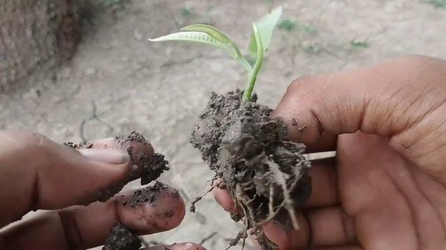How to Grow Sugar Apple Tree use Aloe Vera | Best Method Grafting Custard Apple Tree Use Aloe Vera смотреть онлайн