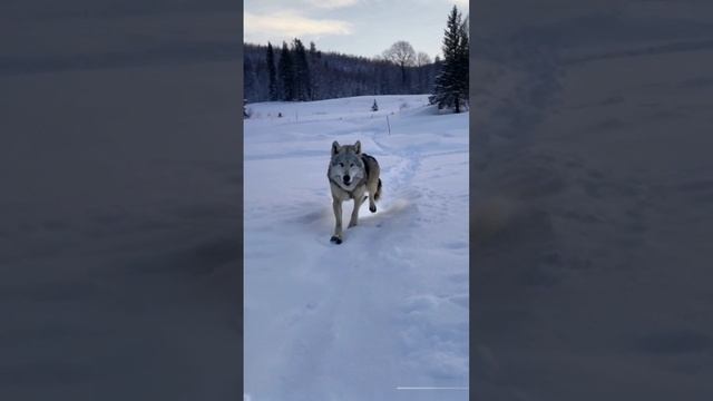 Белый волк. смотреть онлайн