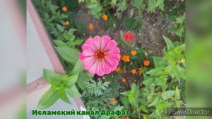 мавлид на аварском