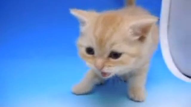 スコティッシュ　ペットショップ　ワンラブ　9396 смотреть онлайн