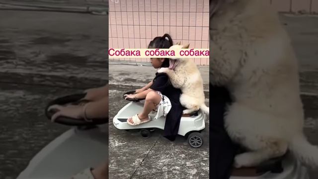 Веселая песенка на английском, кот, собака, тигр, панда смотреть онлайн