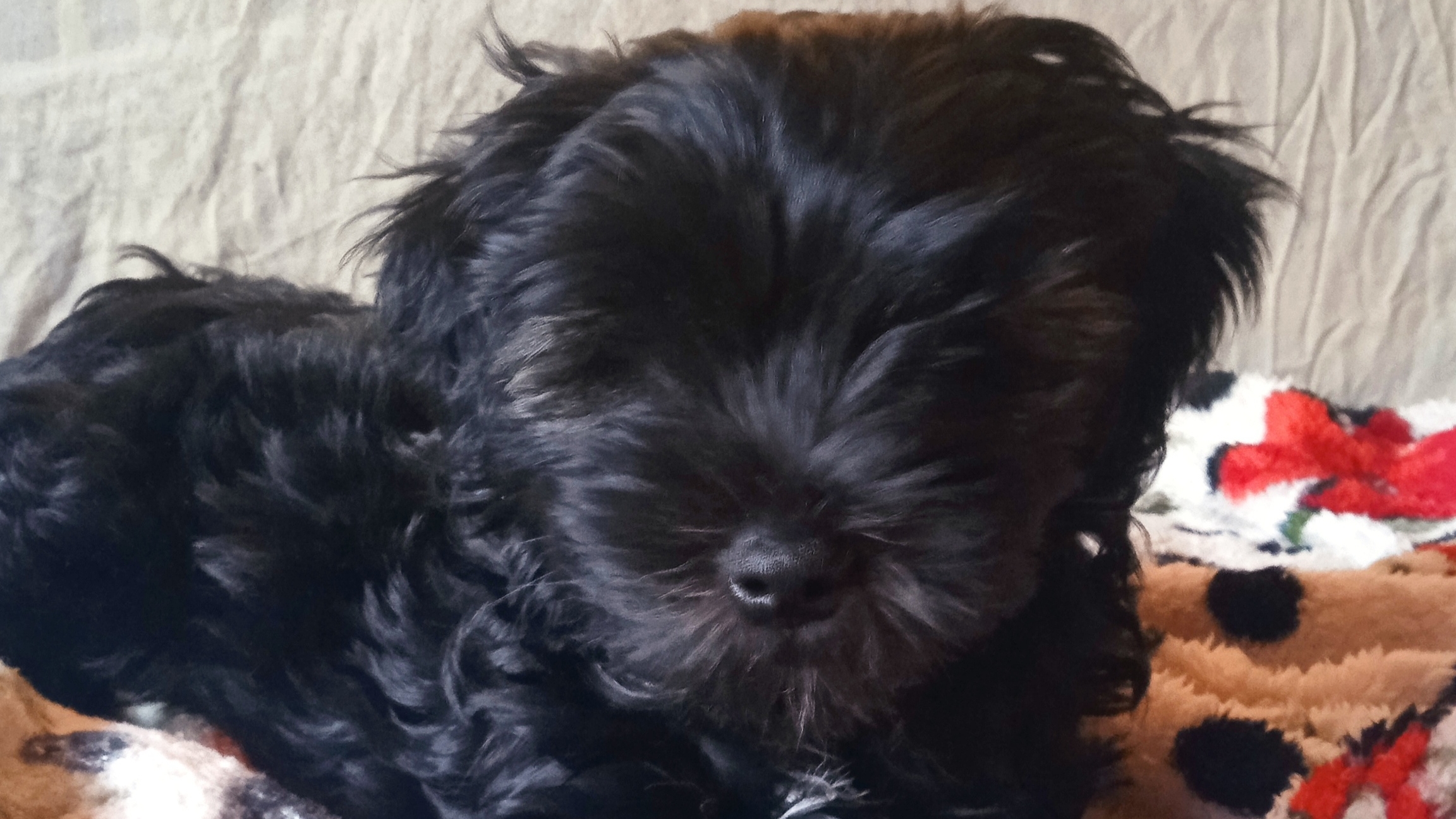 Щенки Тибетского терьера смотреть онлайн