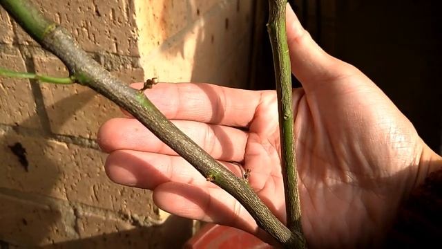 How to revive distress plants Part 2 ( update on lemon and blueberry plants) смотреть онлайн