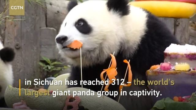China claims the largest captive panda group worldwide смотреть онлайн