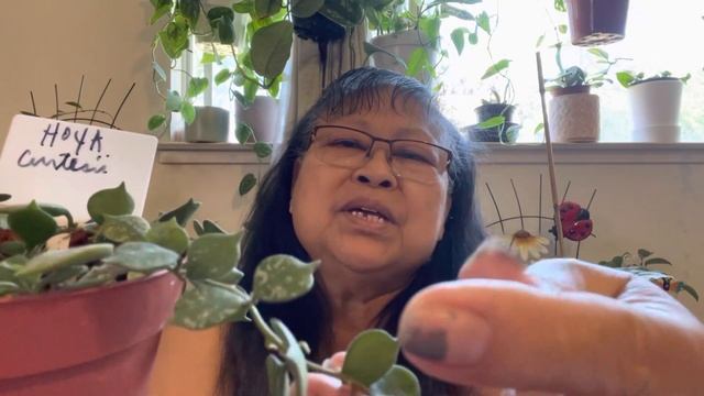 7 Varieties Small Leaves Hoya Plants/How I care For My Hoya??/Care Tips of my Hoya Plants смотреть онлайн
