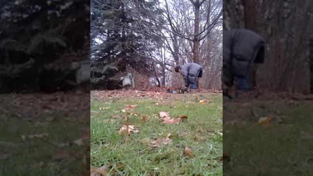 Cutting the tree with mac chainsaw смотреть онлайн
