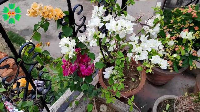Bougainvillea K plant ko pot may kaise lagaye aur kaise 12 month usmay flower laye смотреть онлайн