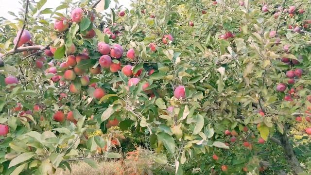 Apple Picking. #7 (26/09/2020) смотреть онлайн