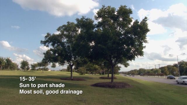 Grow Native Fruit Trees | Karen Beaty | Central Texas Gardener смотреть онлайн