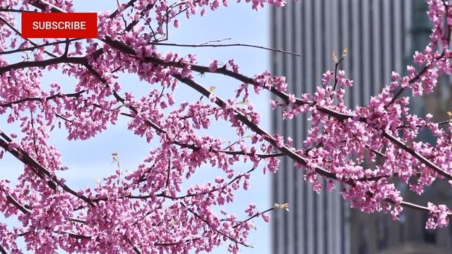 Cherry Blossom New York смотреть онлайн