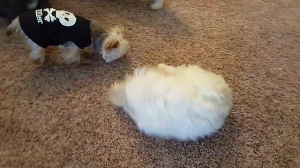 Mac Cheese stuck in Celery's arm pit (I bet no one has ever used that title before!) July 2016