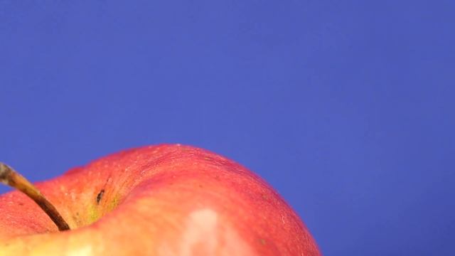 Rotating wet red natural apple on a blue background. Useful fruit. Video footage. смотреть онлайн