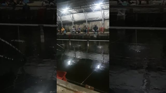 pemancingan asem gede cipadu.indukan 1.70 juara 1.bang konyan .mantap смотреть онлайн