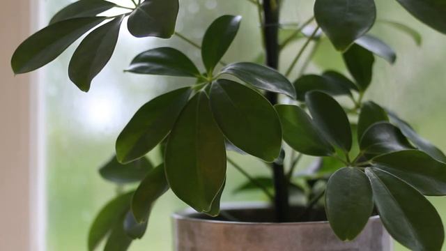 ASMR: Gentle spring Rain, Open window, plant, Wind & Birds singing смотреть онлайн
