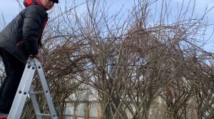 Русская ива. Живая беседка своими руками. Заводим крышу.