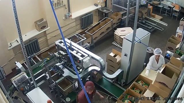 Автоматизированная система упаковки готовой продукции. Case packer. Secondary packaging line смотреть онлайн