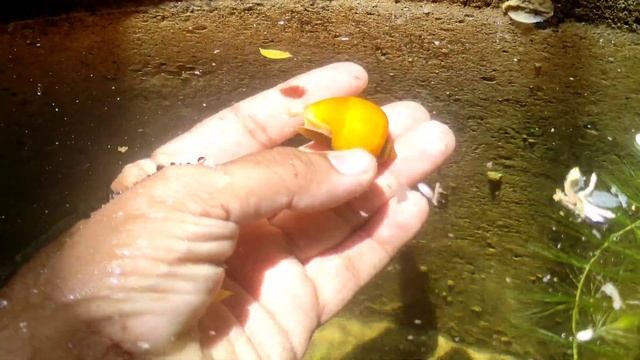 Golden Apple Snail @ смотреть онлайн
