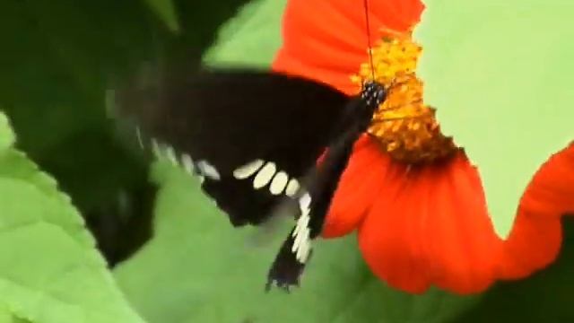Windows Vista Sample Video - Butterfly смотреть онлайн