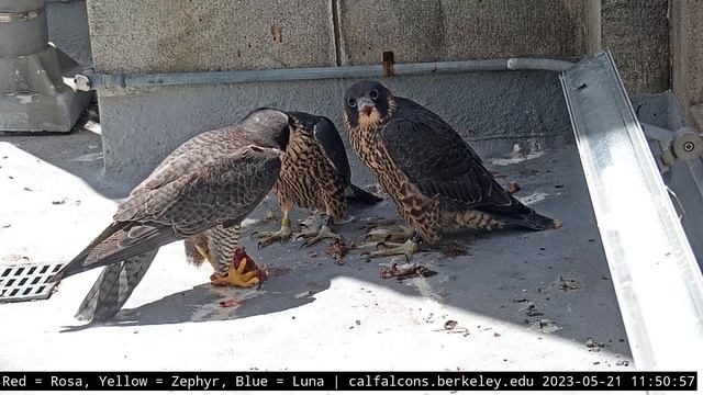 5-21-23 Zephyr and Rosa eat lunch, look wistfully out the window смотреть онлайн