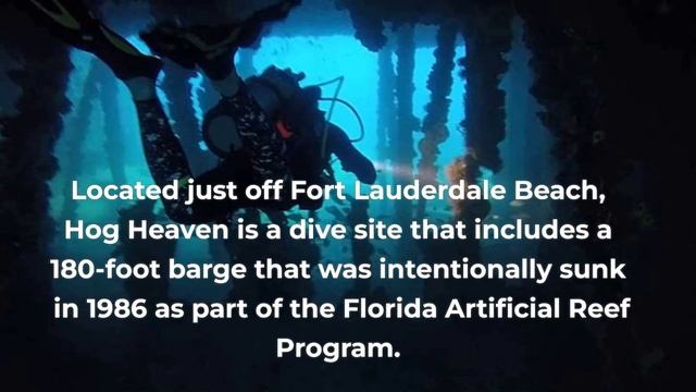Top 10 Scuba Dives In Florida смотреть онлайн