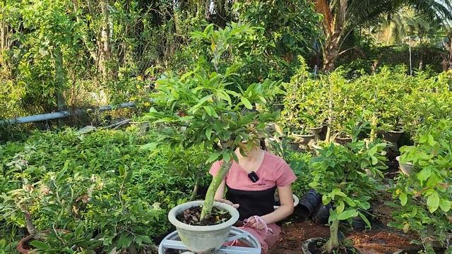 📞 HẰNG 0349084844 MAI GHÉP SIÊU BÔNG BÌNH LỢI RẺ NHƯ TẶNG GHÉ NGAY 08/03/2024 | Bến Tre ƠI смотреть онлайн