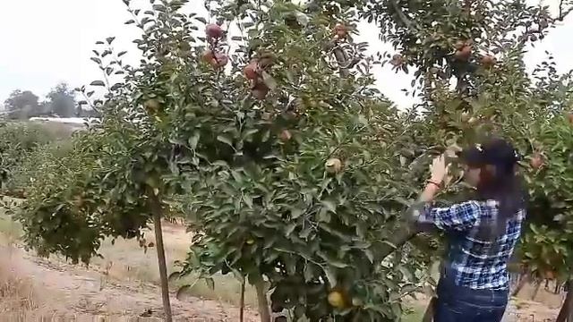 🍎 🍎 Apple picking in California 🍎 🍎 смотреть онлайн