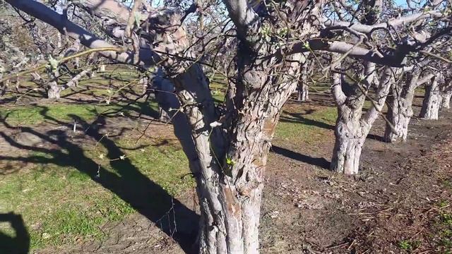 Winesap apples to starking red delicious смотреть онлайн