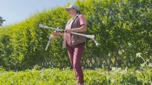 Живая изгородь из ивы. Шестой год. Русская ива.