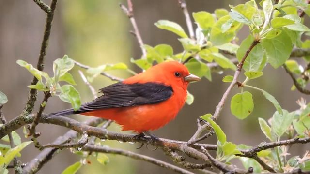 Scarlet tanager in my apple tree just inches away 5/11/2020 смотреть онлайн