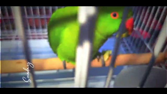my cute parrot eating apple смотреть онлайн