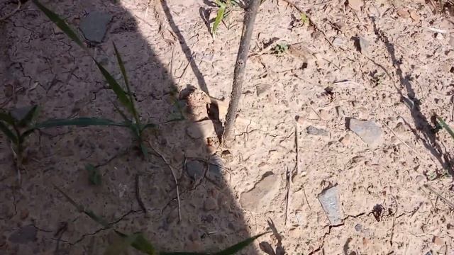 Apple waste sap removing смотреть онлайн