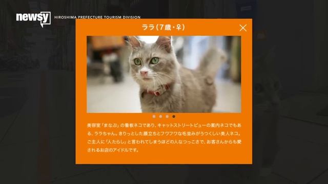 Now There's A Map App From A Cat's Point Of View - Newsy смотреть онлайн