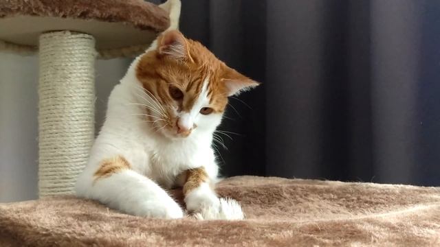 Пример записи видео на HTC One M9 (4K) днем смотреть онлайн