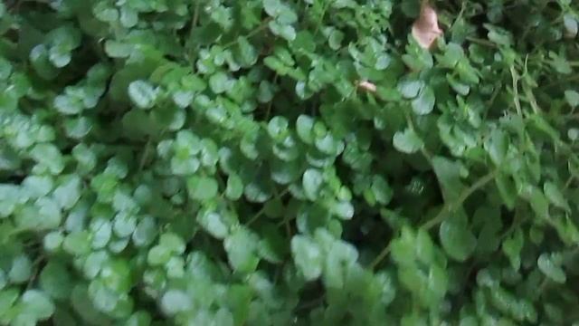 pci communication Ik9779KI смотреть онлайн