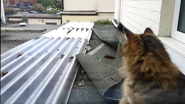 There Is A Cat Outside My Window смотреть онлайн