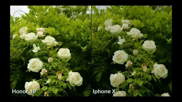 Honor 10 vs iphone x camera comparison смотреть онлайн