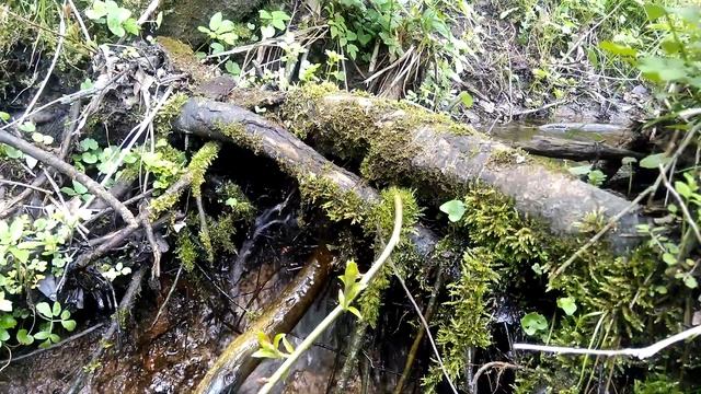 Лесной родник смотреть онлайн