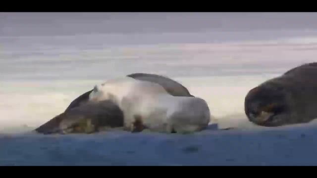 THE CRAZINESS OF WILDLIFE WINDOWS 7 SAMPLE VIDEO смотреть онлайн